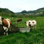 En visite à la grande de la Haute Vallée dans le Cantal